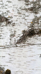 Light wooden texture vertical background