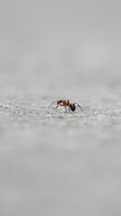 Macro red ant on grey background
