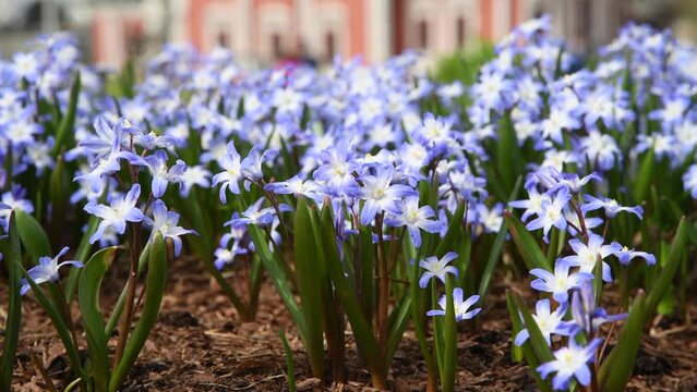 Close-up view of small blue and white Scilla forbesii (known as Forbes' glory-of-the-snow) glowers growing in city park in a sunny spring day. Soft focus. Real time handheld video. Beauty in nature.