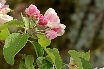Blühender Apfelbaum im April