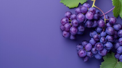 Fototapeta premium Purple grapes on violet background with space for text
