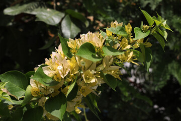 Beautiful flowering vine Bougainvillea with yellow flowers