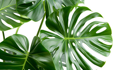 Isolated white background with monstera miltiple leaves and seed pods - obrazy, fototapety, plakaty