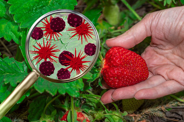 Magnifying lens with simulated germs, viruses, bacteria, food allergy concept. Strawberries fresh...