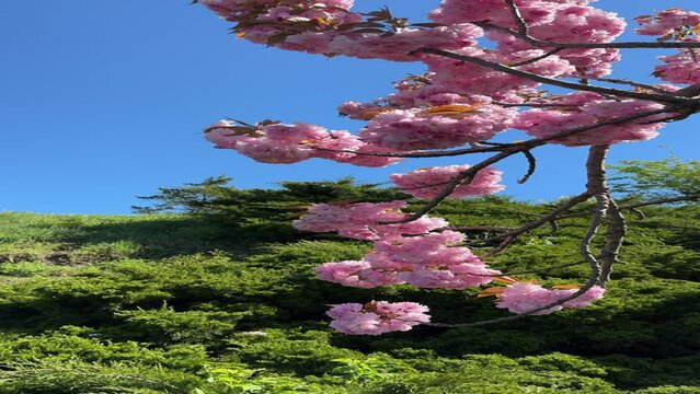 Pink sakura cherry blossom branch, vertical video.