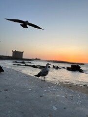Close-up of seagull perching on shore at beach against sky during sunset