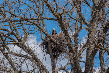 Bald Eagle Sitting On Her Huge Nest In The Tree In Spring