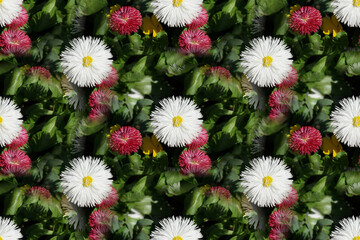 Abstract view of colorful daisies field in white and red color between green leaves