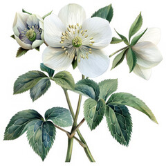 Flower Illustration on a White Background