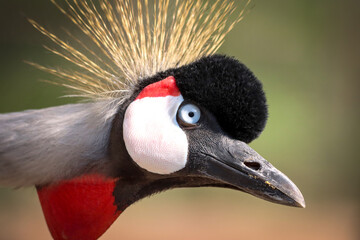  grey crowned crane (Balearica regulorum), also known as the African crowned crane, golden crested...