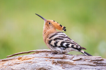 Eurasian hoopoe, Upupa epops is a distinctive cinnamon coloured bird with black and white wings, a...