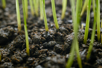 Close-up of grass in ground