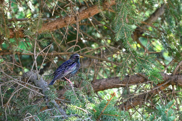 European starling, Sturnus vulgaris, landed on a branch