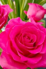 Pink roses natural floral background close up vertical photo. Fresh flowers in bouquet buds top view.