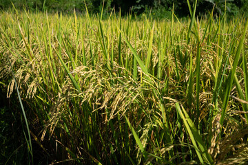 Close-up of Sun-kissed Rice Stalks in a Lush Field Ready for Harvest