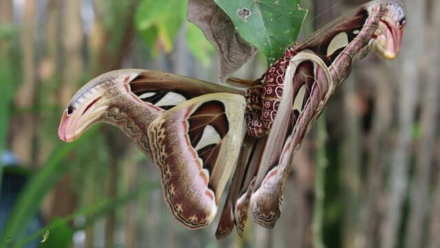 close up of the Attacus atlas butterfly or the Atlas moth, is a large saturniid moth. which is attached to the leaf