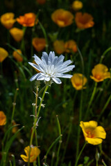 Desert Chickory (Calycoseris wrightii)