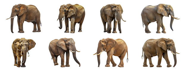Majestic African elephants in various poses cut out png on transparent background