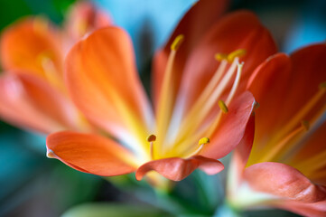 jolie fleur orange au printemps