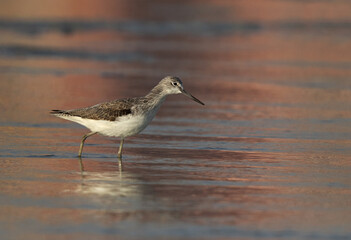 Common Greenshank with dramtic hue of light on water at Maameer coast of Bahrain