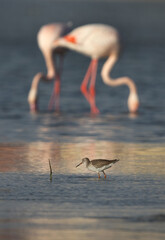 Redshank feeding at mammeer with greater flamingos at the backdrop