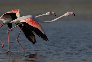 A pair of Greater Flamingos takeoff at Mameer coast in the morning, Bahrain