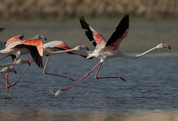 Greater Flamingos takeoff at Mameer coast in the morning, Bahrain