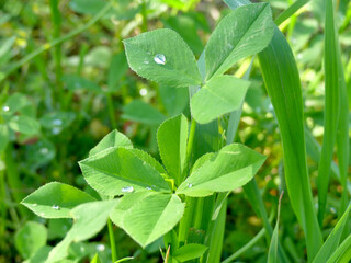 Strawberry Clover Patels with rain drops