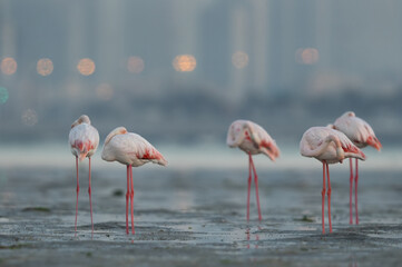 Greater Flamingos  sleeping in the morning hours with dramatic bokeh of city lights at Eker creek, Bahrain