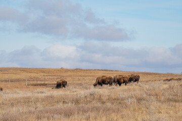 Herd of American Bison Grazing on the vast prairie of Theodore Roosevelt National Park in Spring  - obrazy, fototapety, plakaty