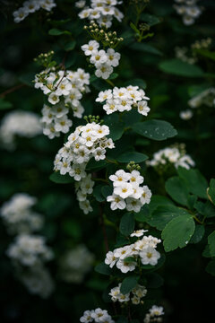 Spiraea cantoniensis, white flowers in the garden