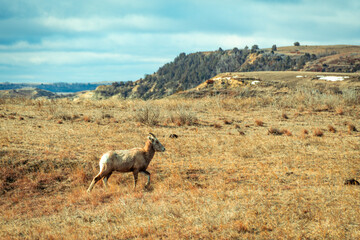 Lone Bighorn Sheep on the Prairies of Theodore Roosevelt National Park in Spring.  - obrazy, fototapety, plakaty