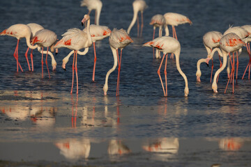 Greater Flamingos feeding at Eker creek in the morning, Bahrain