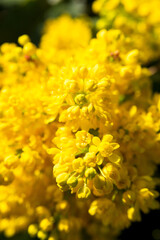 Naklejka na ściany i meble Bright yellow flowers of Mahonia aquifolium.