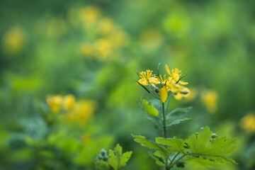 Yellow flowers of greater celandine (Chelidonium majus), blurred background. Shallow depth of field. - obrazy, fototapety, plakaty