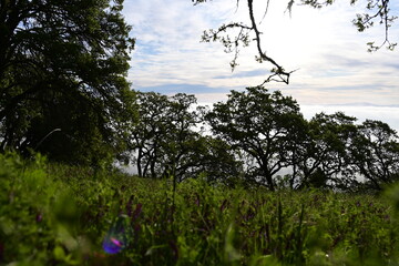 tree in the field