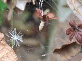 spider on a branch