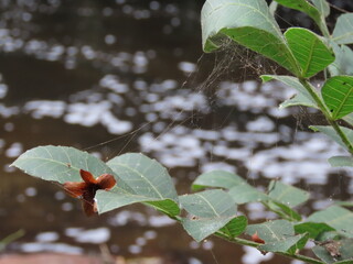 leaves in the snow