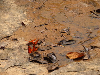 leaf on stone