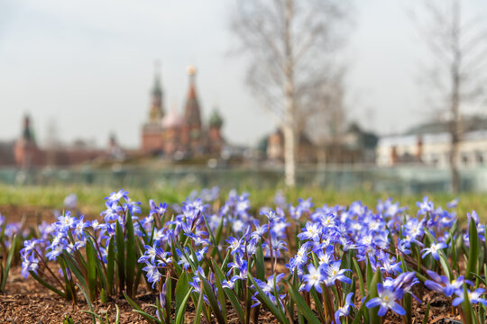 Close-up view of small blue and white Scilla forbesii flowers growing in city park in the foreground. Blurred Moscow Kremlin and Saint Basil's Cathedral in the background. Travel in Russia theme.