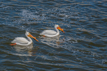 American White Pelicans Resting On Fox River At De Pere, Wisconsin, During Spring Migration