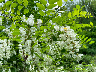 Gewöhnliche Robinie, Robinia pseudoacacia mit weißen Blüten am Baum - obrazy, fototapety, plakaty