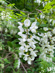 Gewöhnliche Robinie, Robinia pseudoacacia mit weißen Blüten am Baum