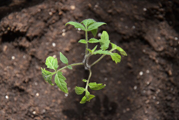 One young tomato sprout in a soil (humus) in a soft sunlight, closeup, top view