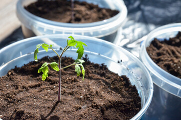 One young tomato sprout in a soil (humus) in a transparent plastic pot, closeup, side view