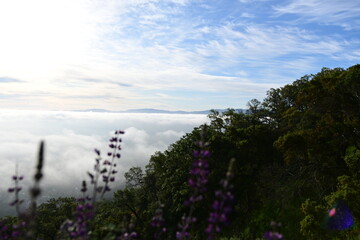 lavender field in region