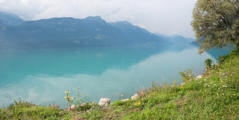 view over lake Brienzersee to lake shore and mountains, Bernese Oberland - 790354688