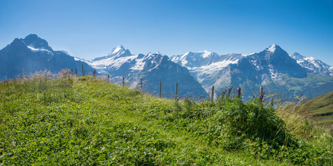 view from hiking trail Grindelwald First to Eiger, Schreckhorn and Wetterhorn mountain - 790355036