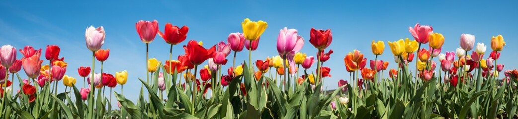 colorful panoramic tulip field  with blue sky background