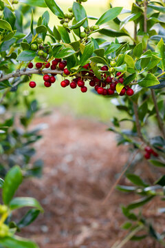 Green plant with red fruits